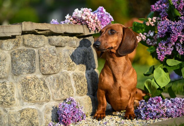 Un cane in un giardino con fiori viola e un'ortensia