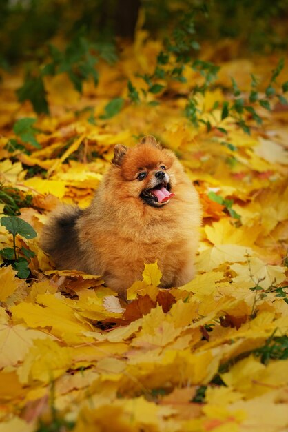 Un cane in un mucchio di foglie