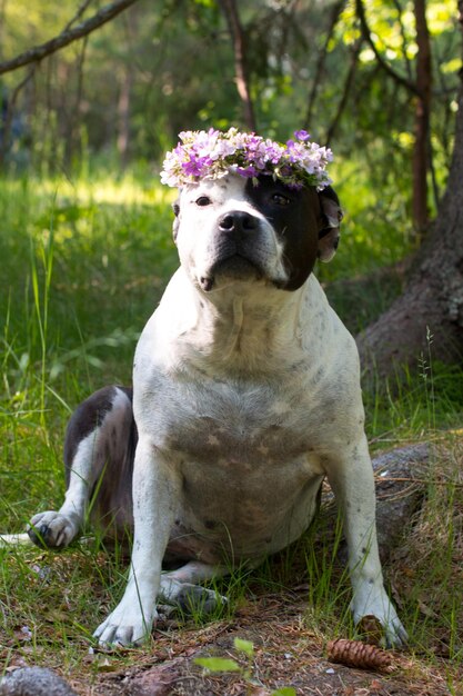 Un cane in una corona di fiori è seduto in natura Bella American Staffordshire Terrier