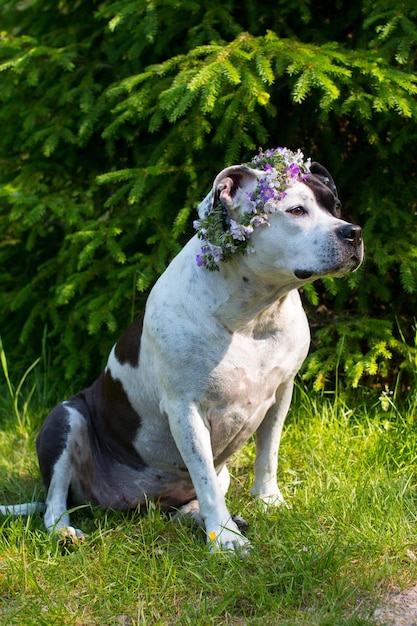 Un cane in una corona di fiori è seduto in natura Bella American Staffordshire Terrier