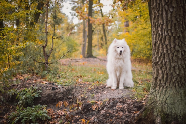 Un cane in una foresta con foglie d'autunno