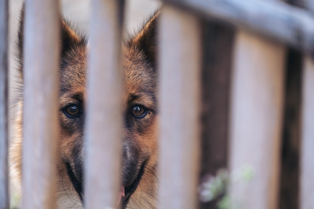 Un cane in una gabbia