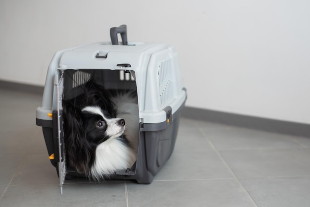Un cane in una scatola per viaggiare sicuri Papillon in una gabbia per il trasporto di animali domestici