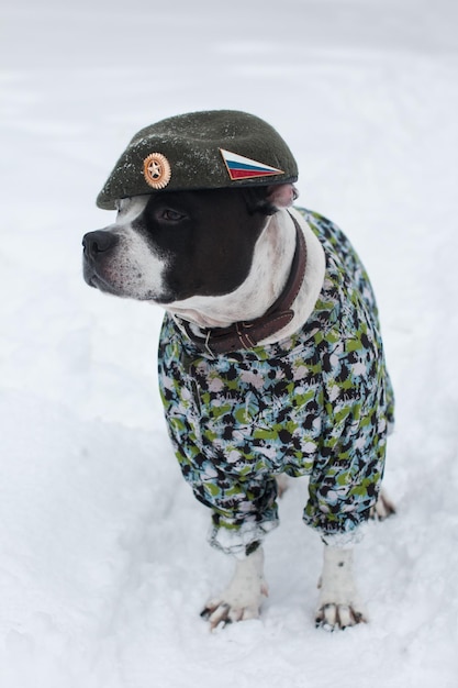 Un cane in uniforme militare e un berretto Un biglietto di auguri per il 23 febbraio