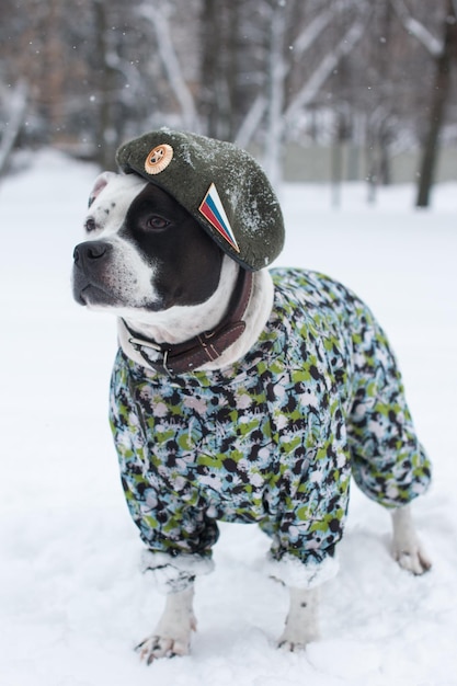 Un cane in uniforme militare e un berretto Un biglietto di auguri per il 23 febbraio