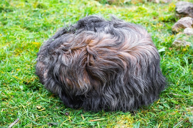 Un cane irsuto rannicchiato sull'erba verde La vita degli animali senzatetto per strada