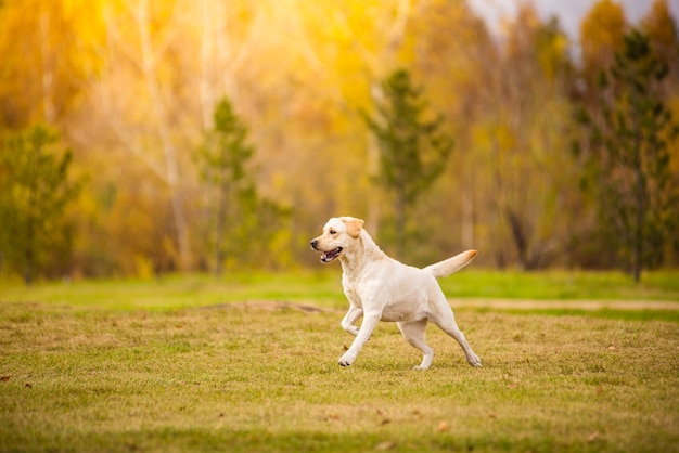 Un cane Labrador corre nella foresta d'autunno.