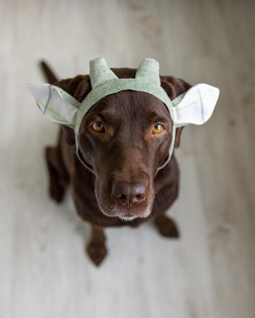 Un cane labrador retriever al cioccolato si siede su uno sfondo chiaro con una bandana verde o una corona rosa blu