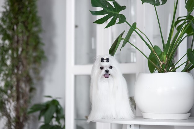 Un cane maltese bianco in un bellissimo interno. Splendida toelettatura.