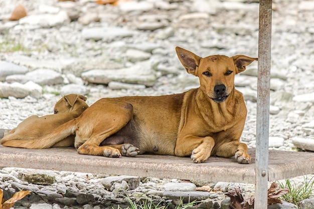 Un cane meticcio marrone giace in riva al mare su una piattaforma di metallo