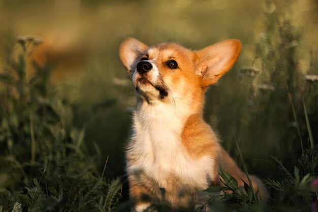 Un cane nell'erba che guarda il cielo