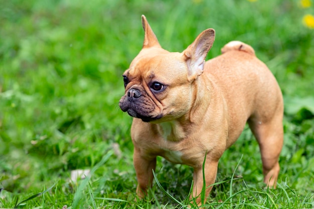 un cane nell'erba