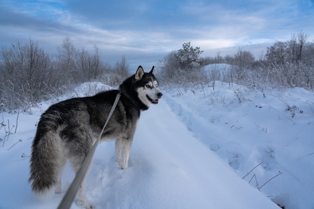 un cane nella neve