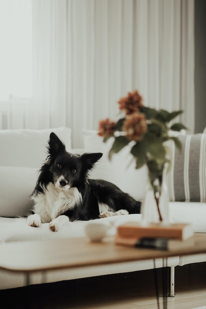 Un cane nella stanza