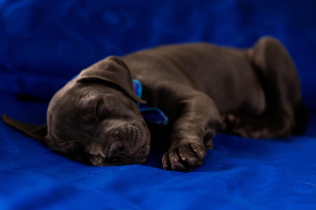 Un cane nero che dorme su uno sfondo blu