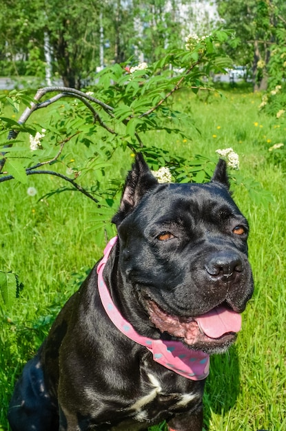 Un cane nero con un collare rosa siede in un campo d'erba