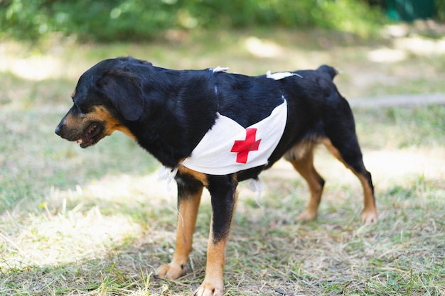 Un cane nero con una croce rossa segno Pet First Aid