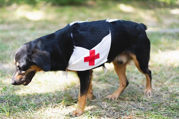 Un cane nero con una croce rossa segno Pet First Aid