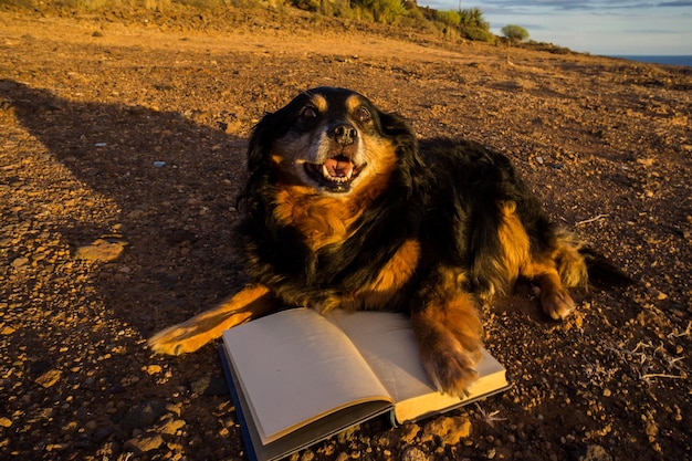 Un cane nero intelligente che legge un libro