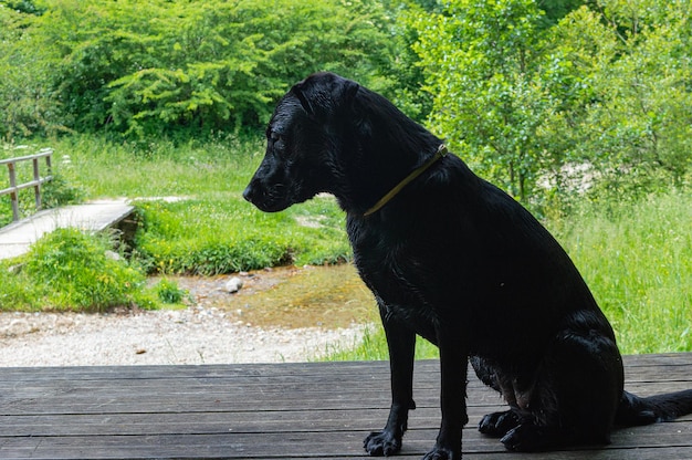 Un cane nero siede su un portico che si affaccia su un campo.