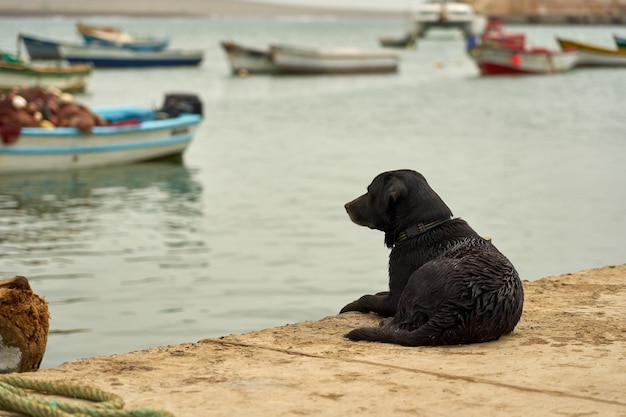 Un cane nero solitario siede su un molo e guarda il mare