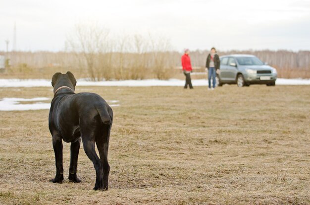 Un cane nero sta nel campo e guarda due persone in lontananza.
