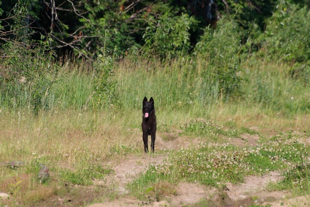 Un cane nero su una strada forestale.