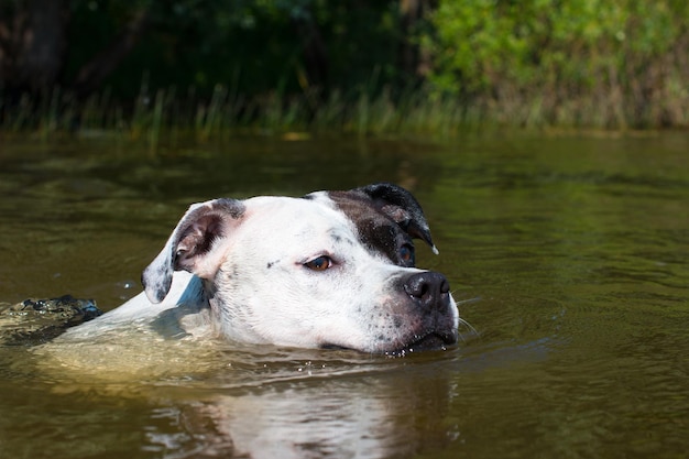 Un cane nuota in uno stagno L'animale fa il bagno nel fiume