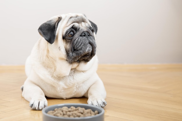 Un cane pug beige giace su un pavimento di legno vicino a una ciotola di cibo e guarda tristemente nella telecamera