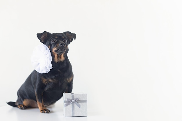 Un cane purosangue con fiocco bianco e un regalo Un terrier Vacanze ed eventi Animali domestici