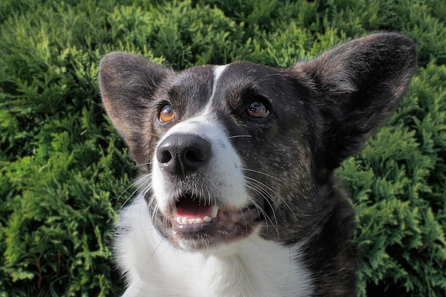 Un cane purosangue Welsh corgi Pembroke Portrait Pets