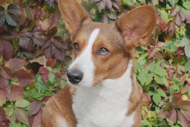 Un cane purosangue Welsh corgi Pembroke Portrait Pets