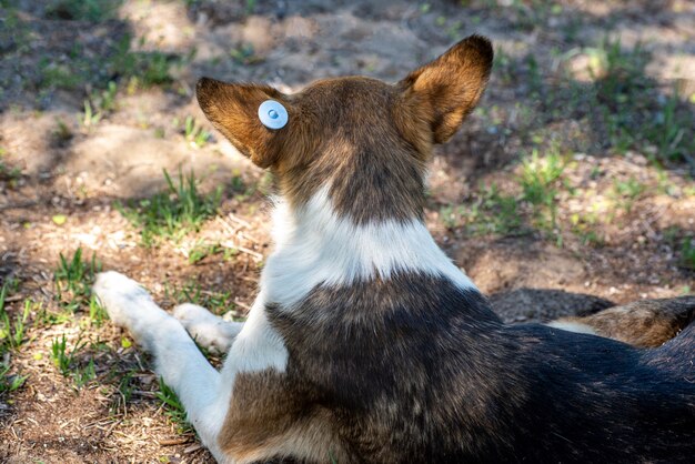 Un cane randagio con chip nell'orecchio