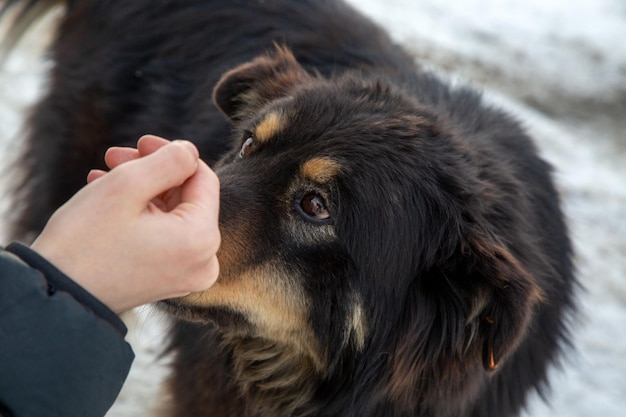 Un cane randagio lecca la mano di una ragazza che la accarezza Cura degli animali Un rifugio per animali randagi