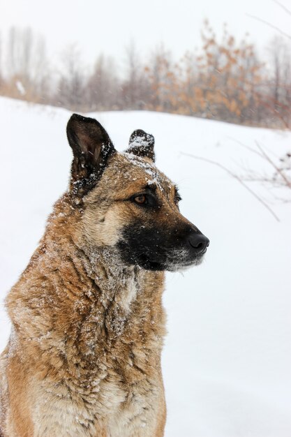 Un cane randagio nella neve