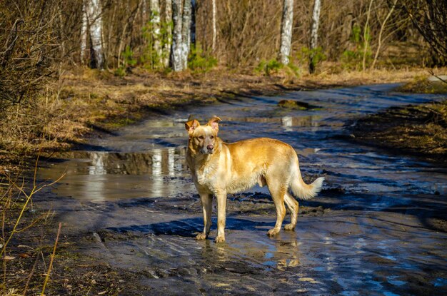 Un cane randagio sulla strada nel fango primaverile.