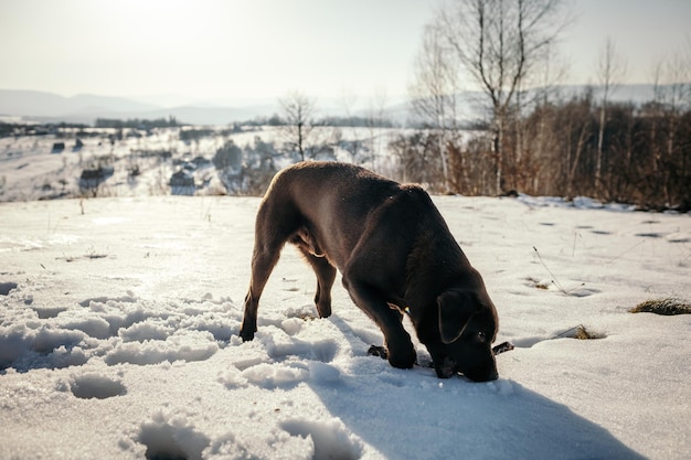 Un cane ricoperto di neve un Labrador