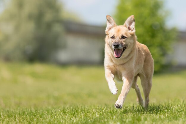 Un cane rosso felice che corre sull'erba verde.