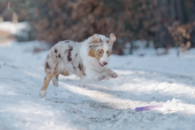 Un cane salta nella neve con un frisbee in bocca.