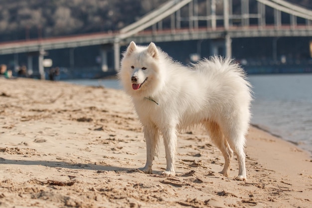 Un cane samoiedo bianco si trova sulla spiaggia di fronte a un ponte.