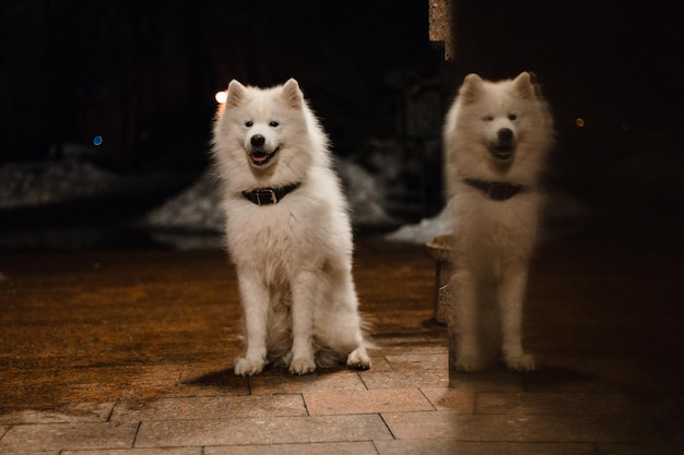 Un cane samoiedo bianco siede davanti a una porta.