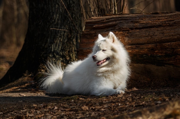 Un cane samoiedo giace sull'erba in autunno