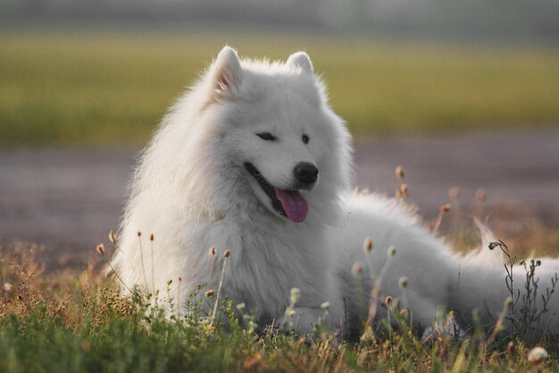 Un cane Samoiedo sdraiato in un campo