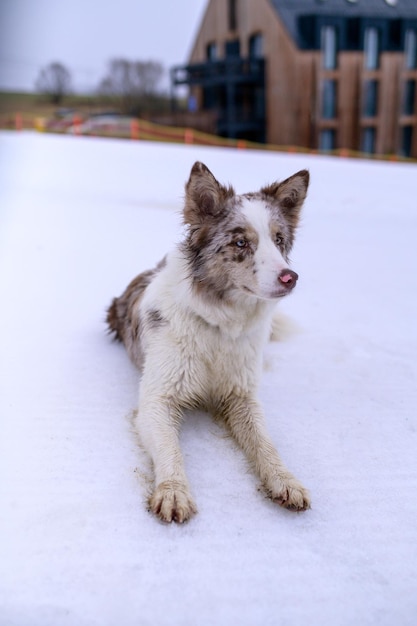 Un cane sdraiato su una coperta bianca con sopra la parola "cane".