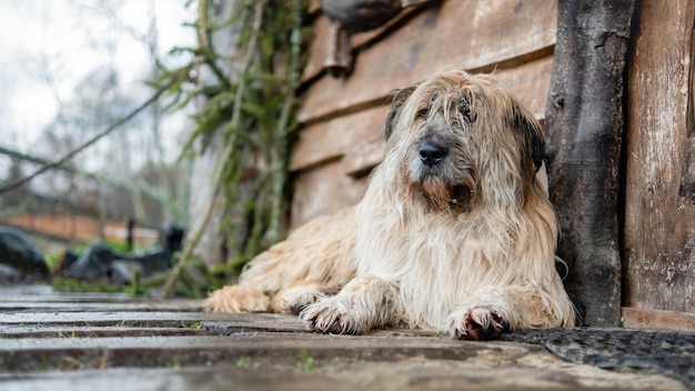 Un cane sdraiato sul pavimento vicino alla casa di legno