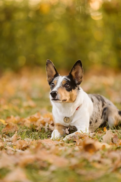 Un cane sdraiato sull'erba con foglie intorno