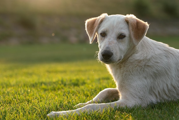 Un cane sdraiato sull'erba con il sole che splende su di esso