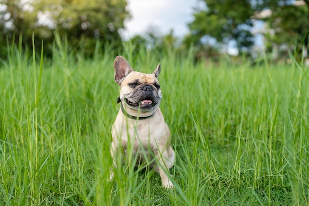 Un cane seduto nell'erba con la lingua fuori