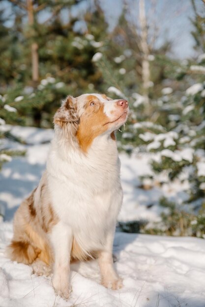 Un cane seduto nella neve guardando in alto