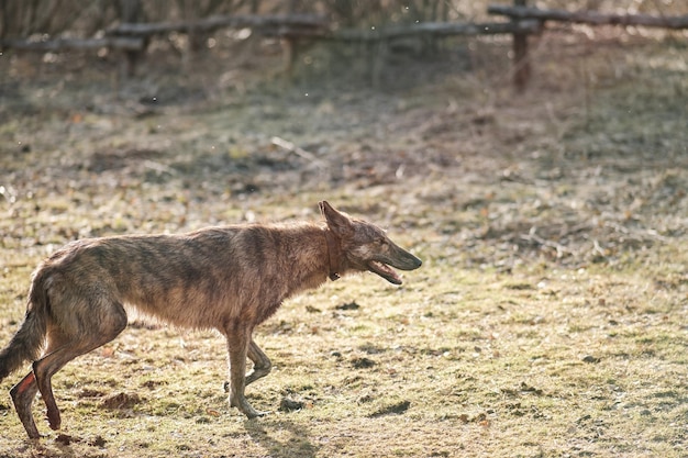 Un cane selvaggio hyenacolored corre attraverso il campo all'inizio della primavera Tramonto